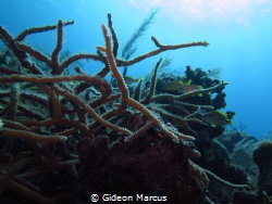 Through the eyes of the coral. by Gideon Marcus 